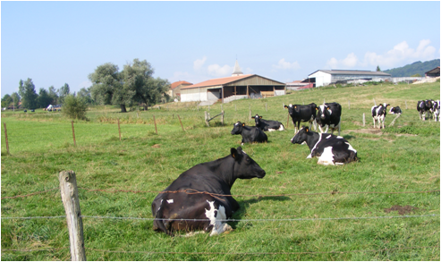 Prim'Holstein pâturage